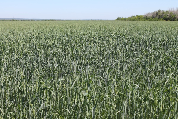 Разъясняя земельные вопросы