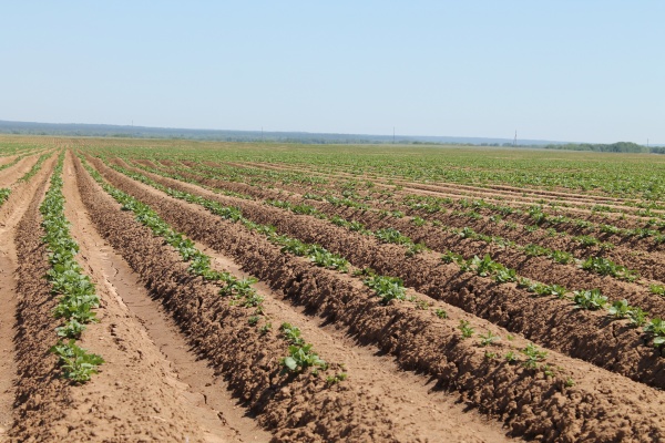 Посевная завершена в срок