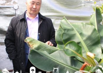 Абай ауданында банан өседі