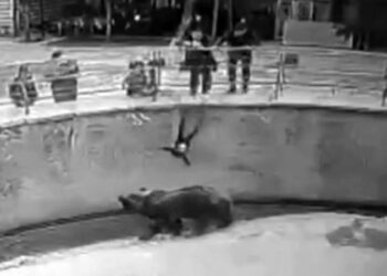 Ташкентте қызын аюға тастап жіберген әйелге қатысты сараптама нәтижесі шықты