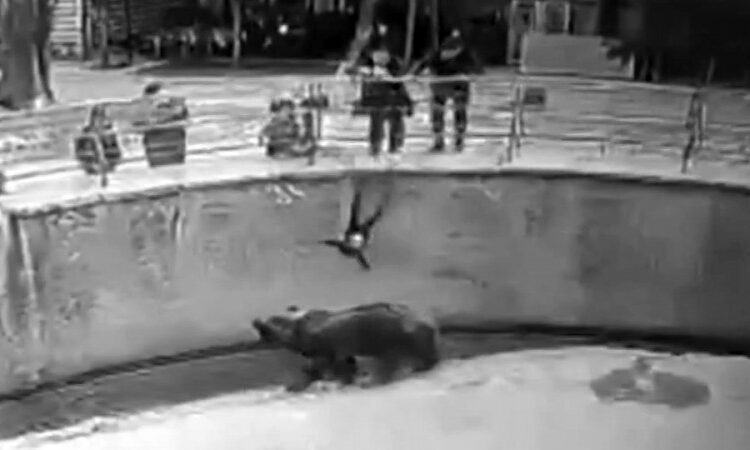 Ташкентте қызын аюға тастап жіберген әйелге қатысты сараптама нәтижесі шықты