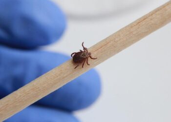 ШҚО-да көктем шыққалы 200-ден астам адамды кене шақты