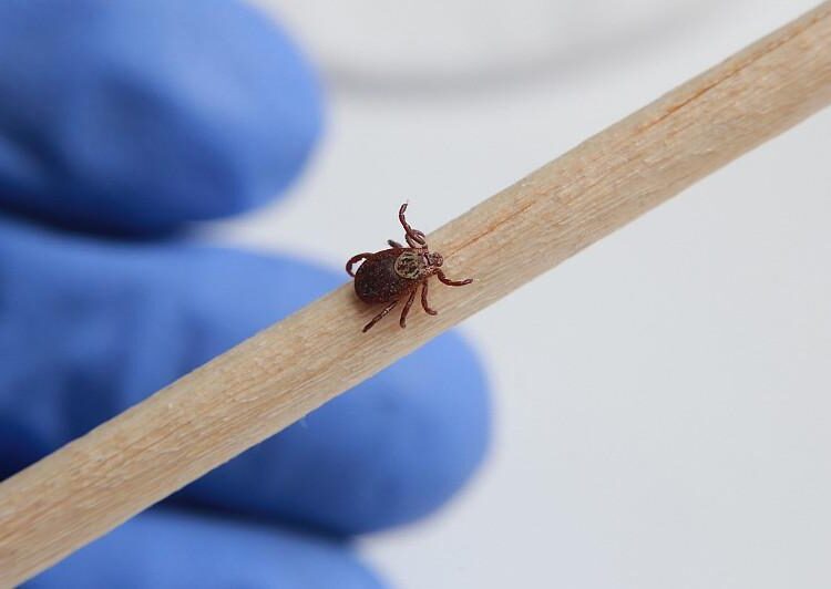 ШҚО-да көктем шыққалы 200-ден астам адамды кене шақты