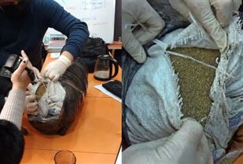 Семейде ағылшын курсы кабинетінен ірі көлемде есірткі тәркіленді