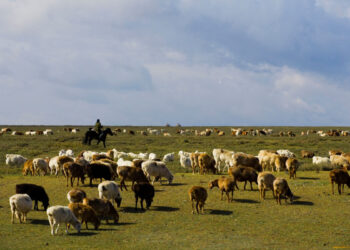 ШҚО тұрғындарына 146 мың гектардан астам жайылым жетіспейді