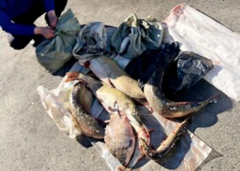 ШҚО тұрғыны 30 келі балықты заңсыз тасымалдаған