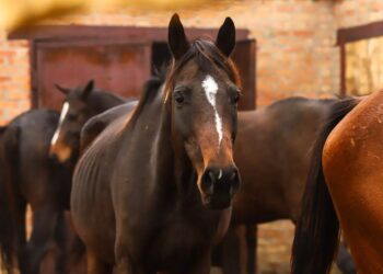 Семейде 29 бас жылқыны айдап кеткен ұры ұсталды