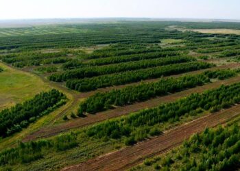 Өскемен мен Семейде биыл 60 мың ағаш отырғызылады