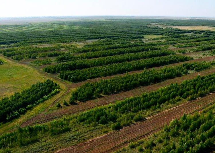 Өскемен мен Семейде биыл 60 мың ағаш отырғызылады