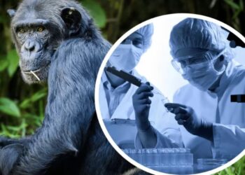 Маймыл шешегі қандай ауру және ол қалай таралады?