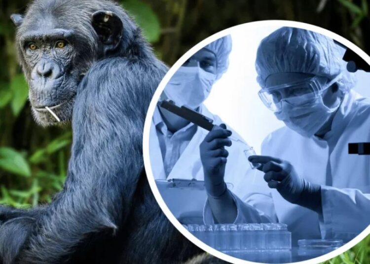 Маймыл шешегі қандай ауру және ол қалай таралады?