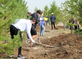 60 МЫҢ ТҮП АҒАШ ОТЫРҒЫЗЫЛАДЫ