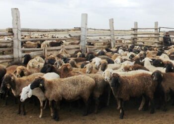 ҚОЙ ШАРУАШЫЛЫҒЫНЫҢ БОЛАШАҒЫ БАР МА?