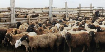 ҚОЙ ШАРУАШЫЛЫҒЫНЫҢ БОЛАШАҒЫ БАР МА?