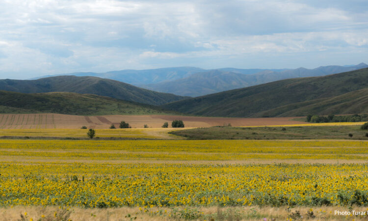 Тоқаев ШҚО-дағы кейбір аудандарды бөлу туралы Жарлыққа қол қойды