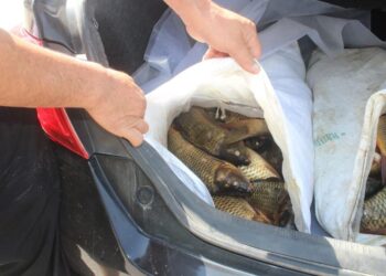 Шығыс Қазақстанда заңсыз ауланған 2 тоннаға жуық балық тәркіленді