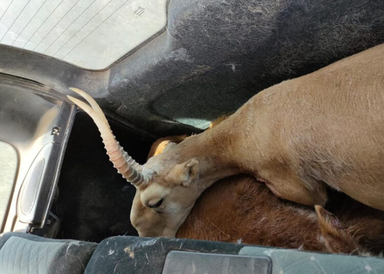 Бір киіктің құны 4,5 млн теңге, БҚО тұрғыны бас бостандығынан айырылды