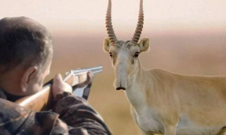 Осыған дейін қорғап келген КИІКТІ, атуға шарасыз бұйрық келіпті