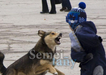 Ақтөбеде қаңғыбас ит пен мысықтың көзін жою үшін 51 миллион теңге бөлінді