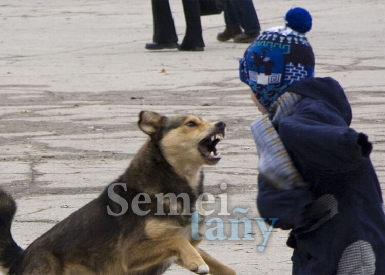 Ақтөбеде қаңғыбас ит пен мысықтың көзін жою үшін 51 миллион теңге бөлінді