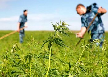 «Қазақстан Ғарыш Сапарының» мамандары 686 мың шаршы шақырым есірткі алқабын анықтады