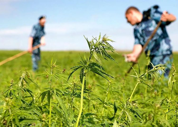 «Қазақстан Ғарыш Сапарының» мамандары 686 мың шаршы шақырым есірткі алқабын анықтады