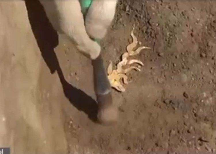 Аягөз ауданы Бозай ауылы маңынан сақтар кезеңіне жататын қорым табылды