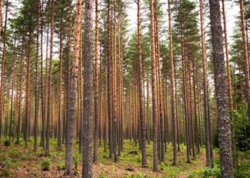 Семейде орманға кіруге және ормандағы кез-келген қызметке тыйым салынды