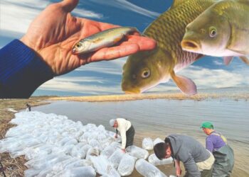 БАЛЫҚ БАЙЛЫҚ КӨЗІНЕ АЙНАЛА МА?