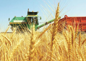 Абай облысында егін жинау науқаны аяқталуға жақын