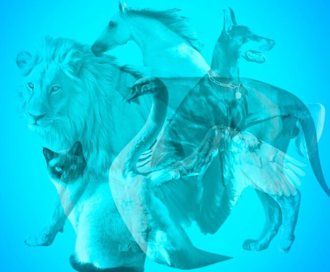 Психологиялық тест: Қай жануарды бірінші көрдіңіз?!