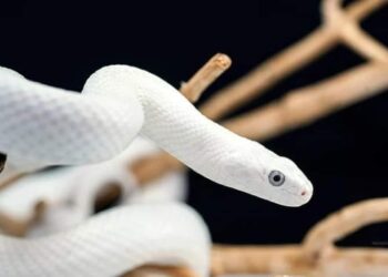 ЖЫЛАННЫҢ ҰСТАЗҒА БЕРГЕН ДӘРІСІ