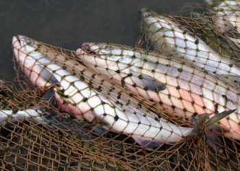 Абай облысында әуесқой балық аулауға арналған 6 орын бекітілмек