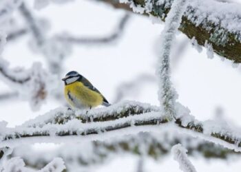 -28 градус аяз: Мамандар алдағы күндерге арналған ауа райы болжамын жариялады