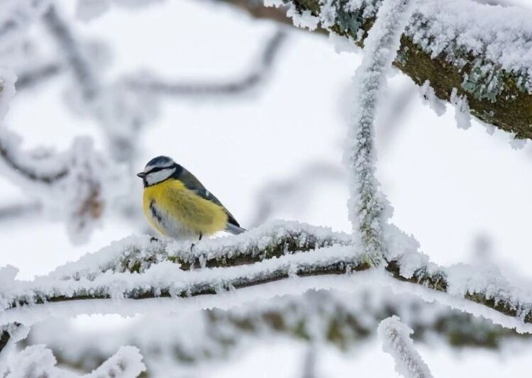 -28 градус аяз: Мамандар алдағы күндерге арналған ауа райы болжамын жариялады