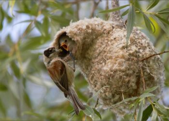 Қасиетті құс құрқылтайдың ұясы және оның емдік қасиеттері