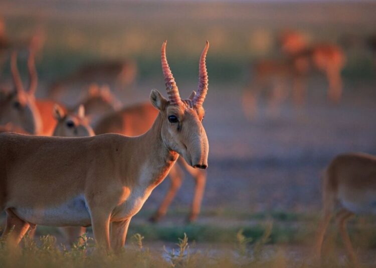 Қазақстанда алдағы уақытта киіктерді қолға үйретіп, етін консервілеуді жоспарлап отыр