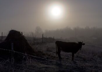 Өмірбекті тілден қалдырған құбыжық