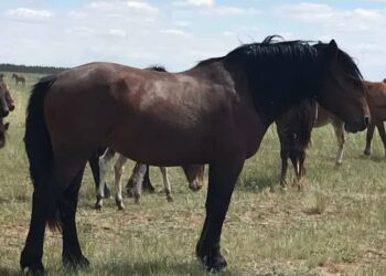 «Салмағы — 700 келі, бойының биіктігі — 2 метр». Абай облысында жылқының жаңа түрі пайда болды