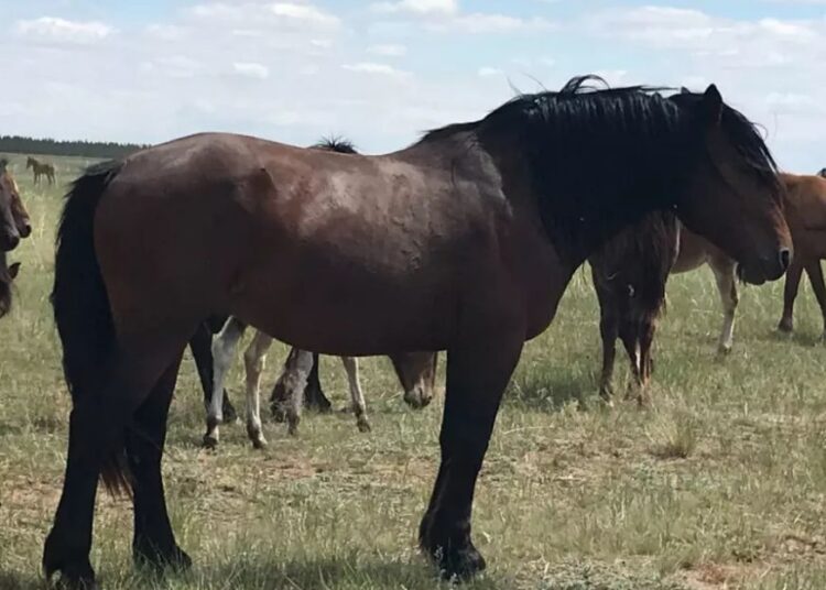 «Салмағы — 700 келі, бойының биіктігі — 2 метр». Абай облысында жылқының жаңа түрі пайда болды