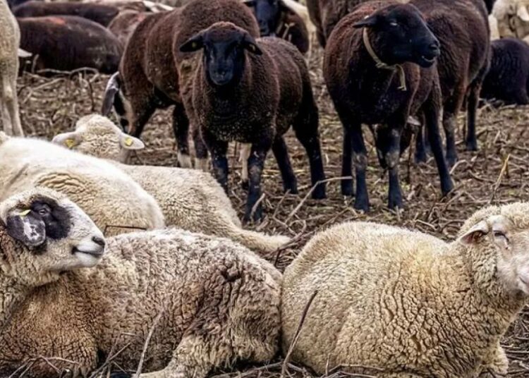 ШҚО-да үш ауылда карантин жарияланды