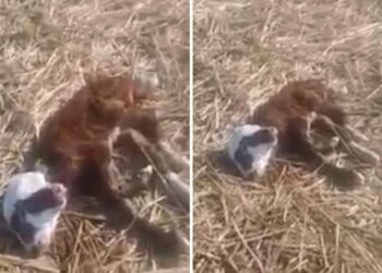 Ақтөбе облысында сиыр екі басты бұзау туды