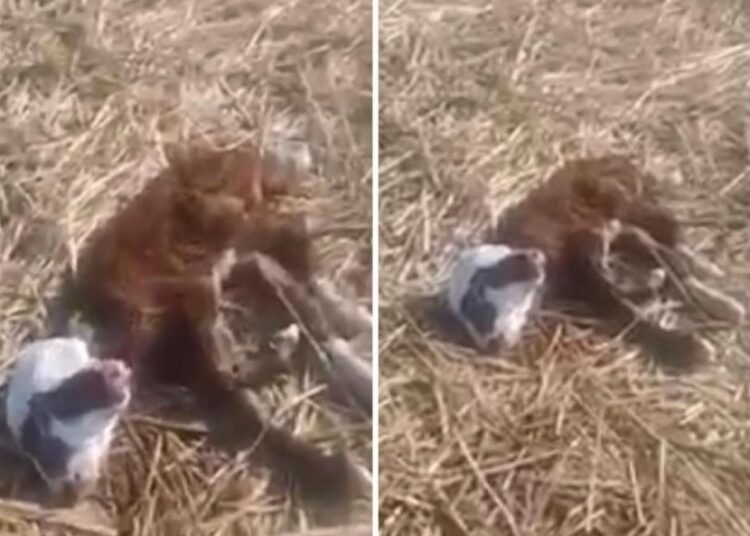 Ақтөбе облысында сиыр екі басты бұзау туды