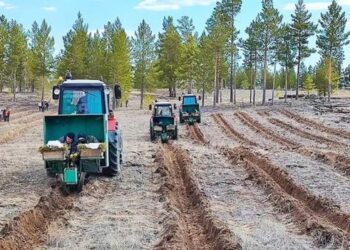 БИЫЛ 23 МЛН ТҮП КӨШЕТ ОТЫРҒЫЗЫЛАДЫ