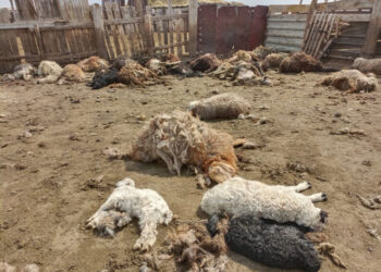 Павлодар облысында жыртқыш жануарлар бір қора малды жайпап кеткен