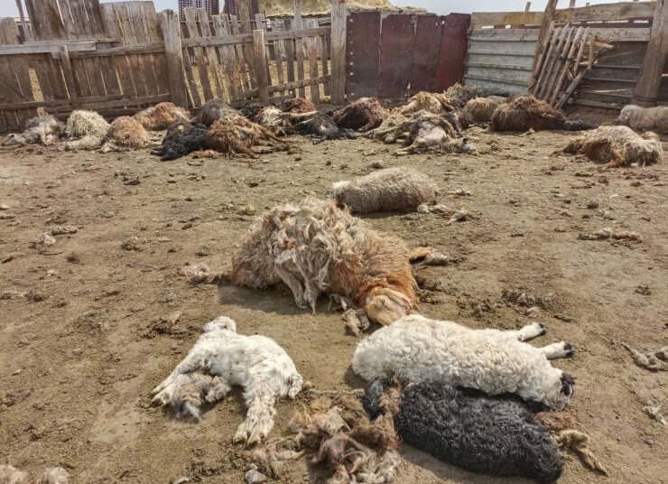 Павлодар облысында жыртқыш жануарлар бір қора малды жайпап кеткен