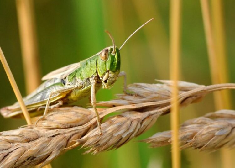 «Гамбургерге қоспа ретінде пайдалануға болады»: Экологтар шегірткені улаудың орнына олардан тағам жасауды ұсынды