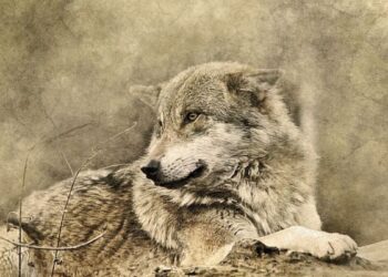 ҚАСҚЫРДЫҢ ҚЫРЫҚ АЛТЫ ҚАСИЕТІ