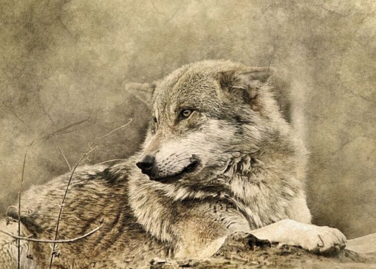 ҚАСҚЫРДЫҢ ҚЫРЫҚ АЛТЫ ҚАСИЕТІ