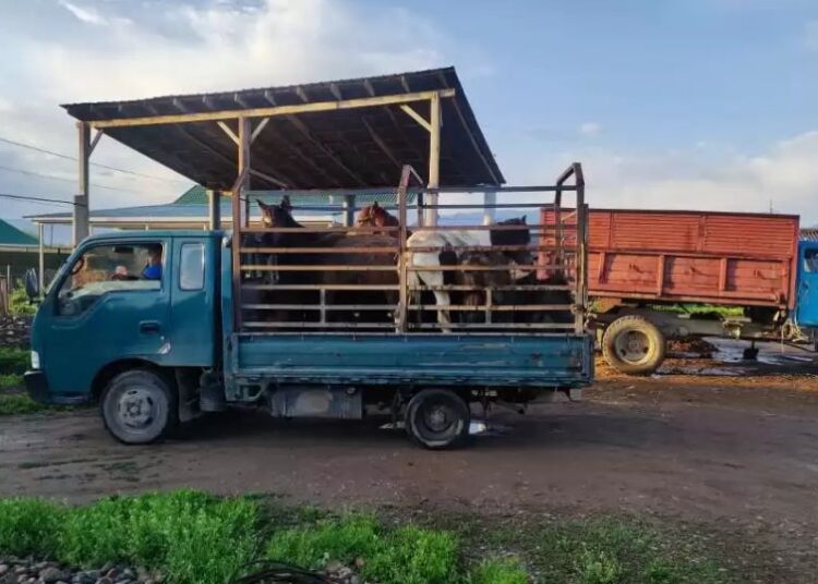 ШҚО-да жергілікті шаруалардың малын ұрлап, Алматы облысына өткізіп келген адам ұсталды